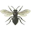 Free Animals Bee Icon Png Ico And Icns Formats For Windows Mac Os X And Linux